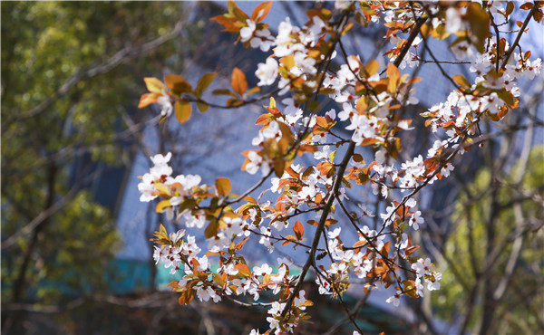 春暖花開，等你歸來——邀你云賞南新春景，以慰思念